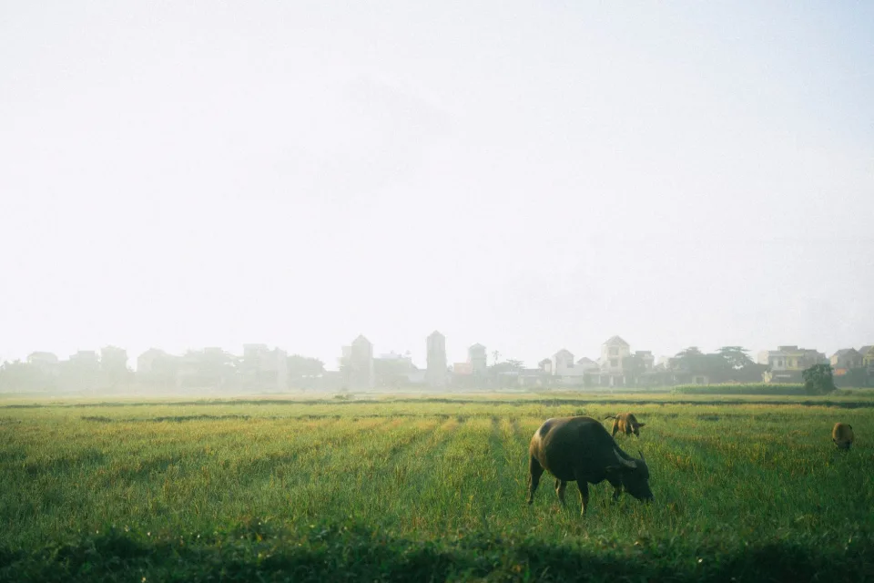 Kho gạo của Diệp Công Nghĩa
